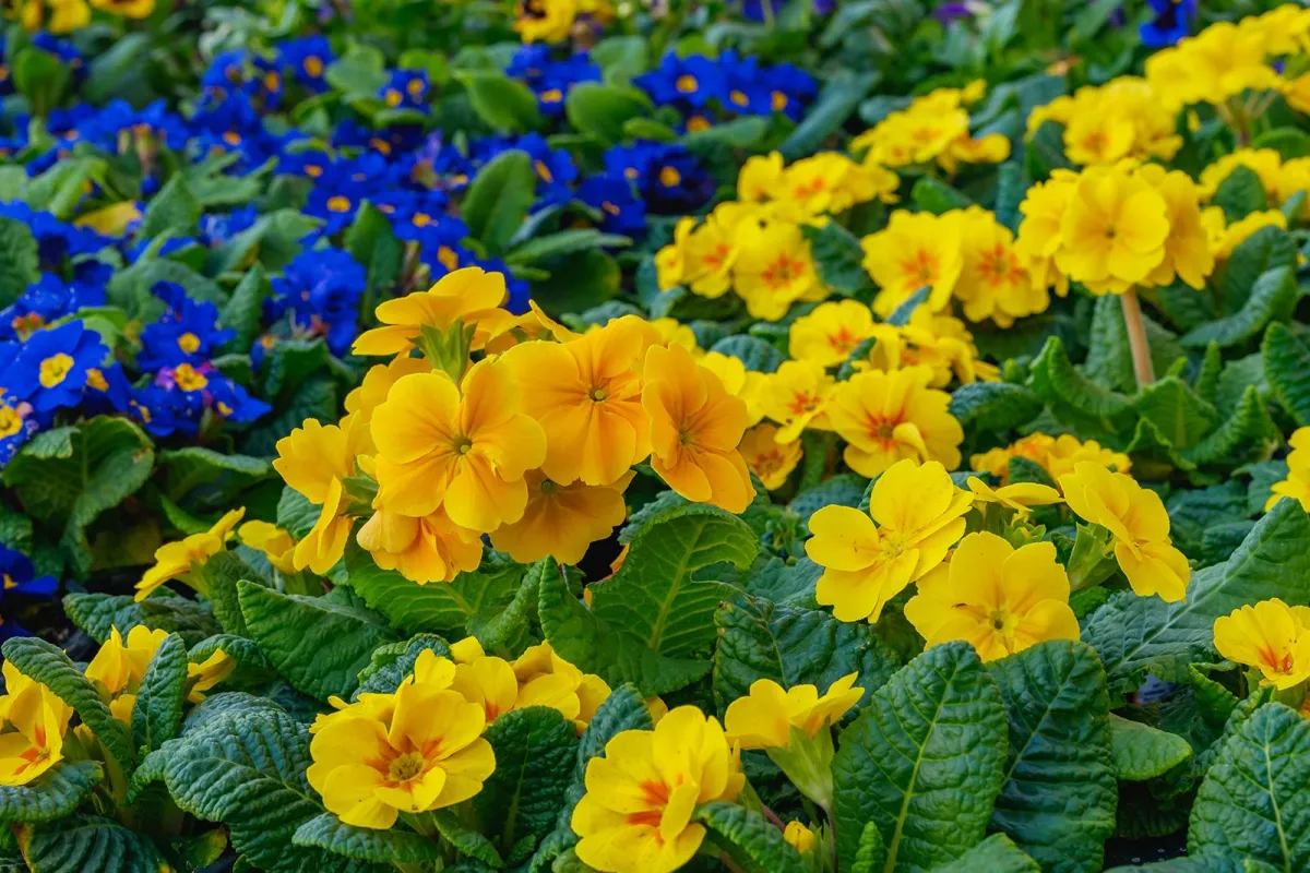 Primrose Hill